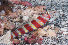 Amblyeleotris wheeleri