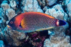 Pseudodax moluccanus