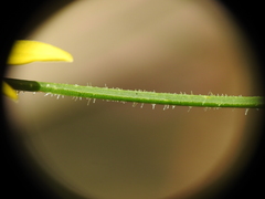 Tricoryne muricata