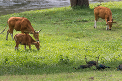 Pavo muticus imperator