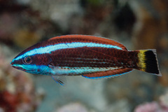 Pseudodax moluccanus