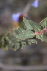 Lobostemon fruticosus