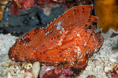 Taenianotus triacanthus