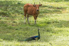 Pavo muticus imperator