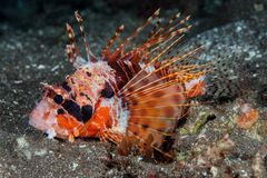 Pterois paucispinula