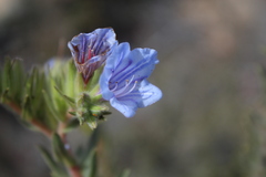 Lobostemon fruticosus