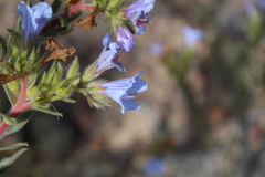 Lobostemon fruticosus