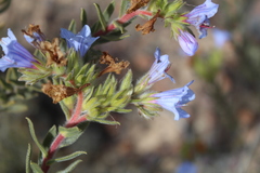 Lobostemon fruticosus
