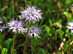 Globularia cordifolia