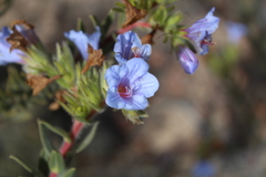Lobostemon fruticosus