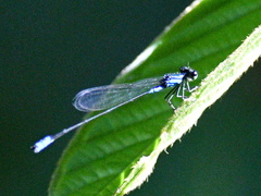 Coenagrionidae