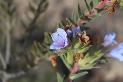 Lobostemon fruticosus