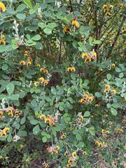 Goodia medicaginea