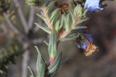 Lobostemon fruticosus