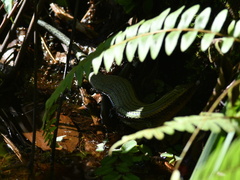 Eutropis multifasciata