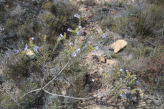 Lobostemon fruticosus