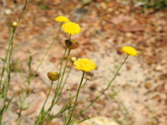 Rutidosis murchisonii