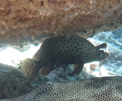 Chromileptes altivelis