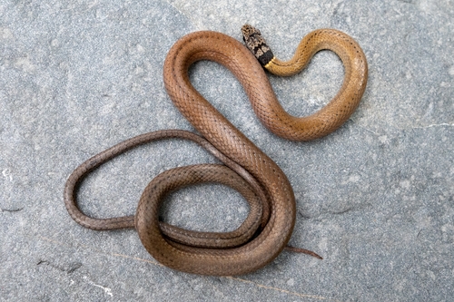 Photo of a Common Many-tooth Snake (Sibynophis collaris)