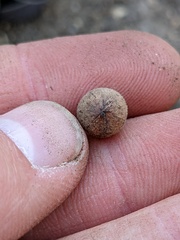 Callirhytis quercusagrifoliae