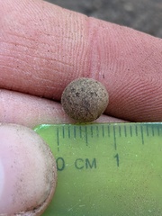 Callirhytis quercusagrifoliae