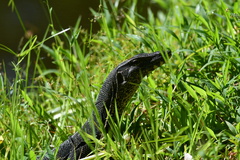 Varanus salvator macromaculatus