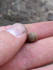 Callirhytis quercusagrifoliae