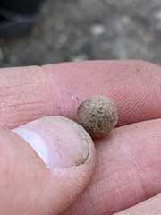 Callirhytis quercusagrifoliae