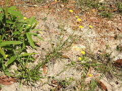 Rutidosis murchisonii