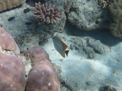 Chaetodon trifascialis
