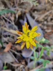 Listia heterophylla