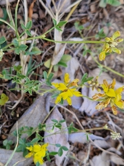 Listia heterophylla