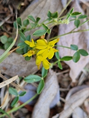 Listia heterophylla