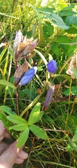Gentiana triflora
