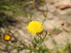 Rutidosis murchisonii