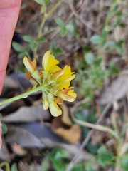 Listia heterophylla