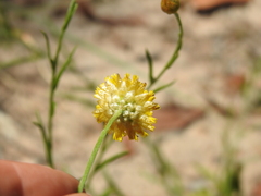 Rutidosis murchisonii