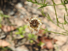 Rutidosis murchisonii