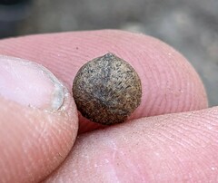 Callirhytis quercusagrifoliae