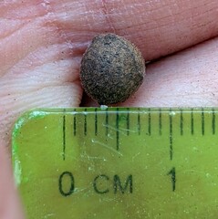 Callirhytis quercusagrifoliae