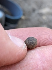 Callirhytis quercusagrifoliae