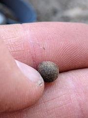 Callirhytis quercusagrifoliae