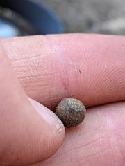 Callirhytis quercusagrifoliae