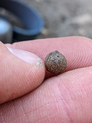 Callirhytis quercusagrifoliae