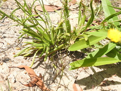 Rutidosis murchisonii