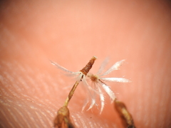 Rutidosis murchisonii