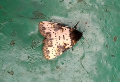 Xanthopastis regnatrix