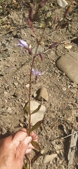 Lactuca sibirica