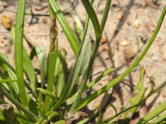 Rutidosis murchisonii