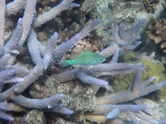 Chromis viridis